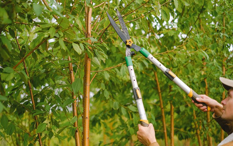 Tree trimming in Lakeland, FL